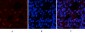 mTOR (phospho Ser2448) Polyclonal Antibody